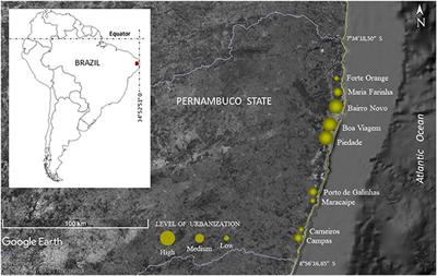 Anthropogenic Litter on Beaches With Different Levels of Development and Use: A Snapshot of a Coast in Pernambuco (Brazil)